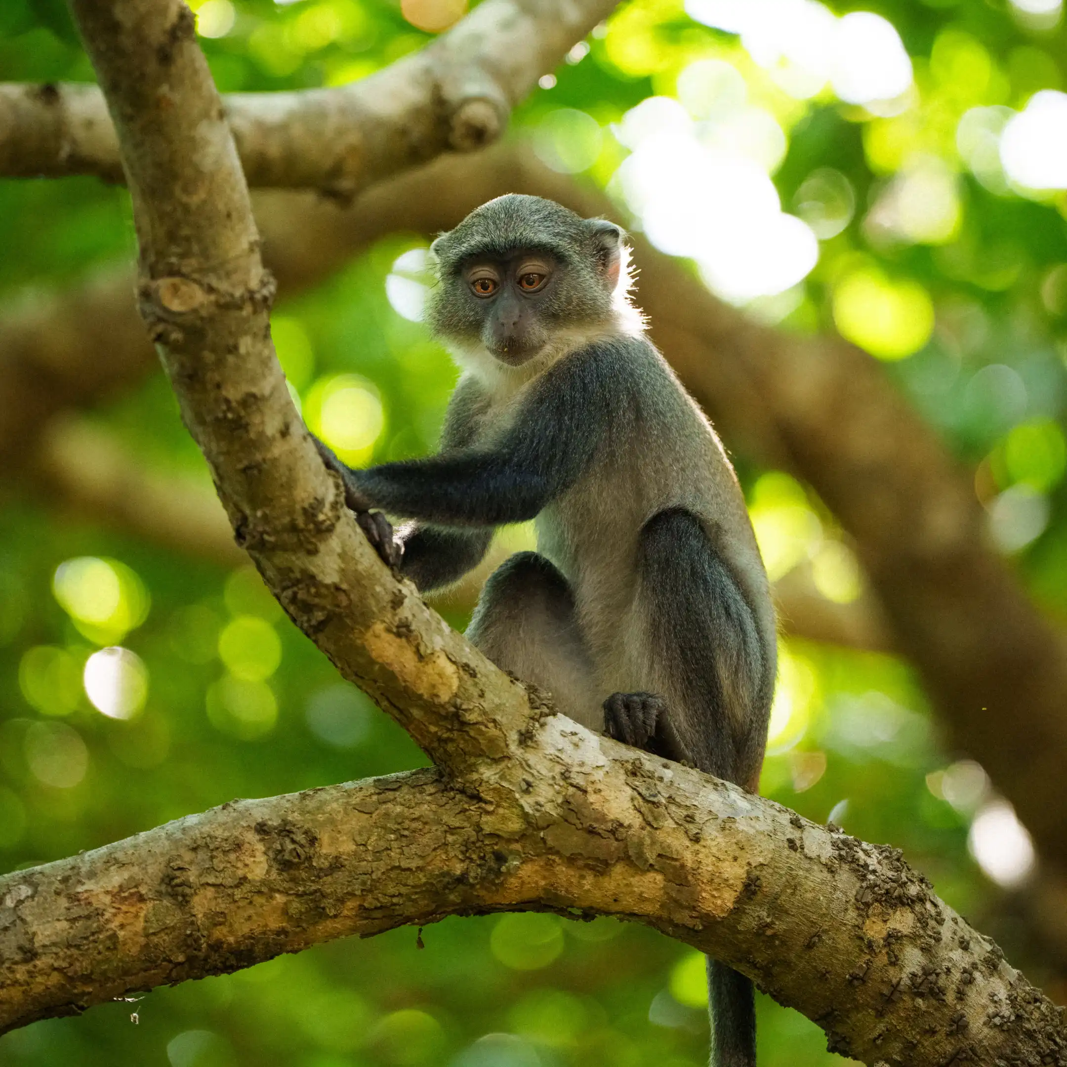 Small greenish-grey monkey perched on a tree branch, looking down through dappled sunlight filtering the forest canopy