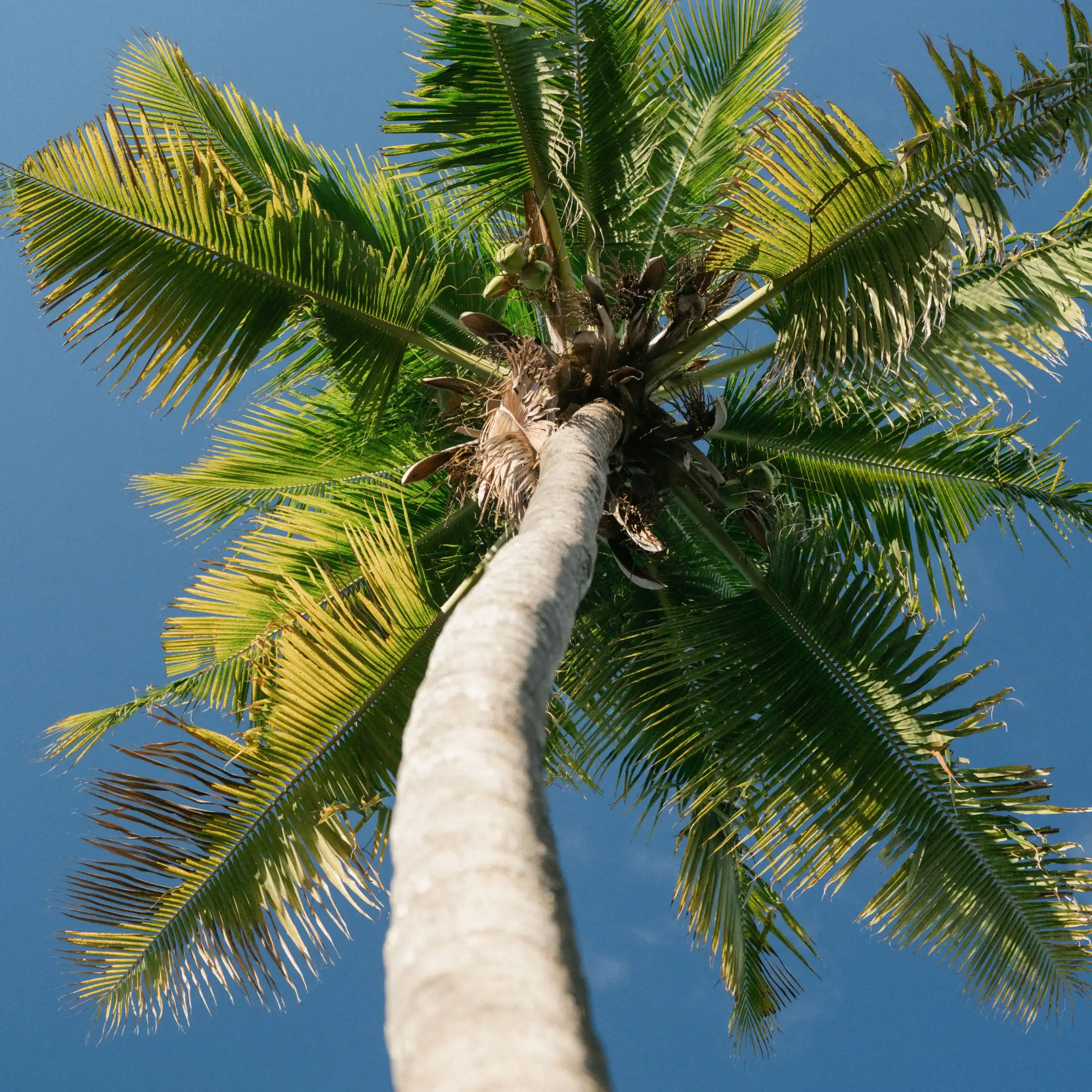 Coconut palm trunk seen from ground level, its green fronds radiating against a clear blue sky